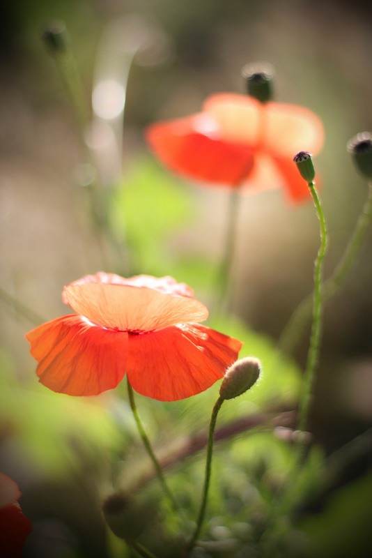 Фотографія аленький цветочек / LANA / photographers.ua