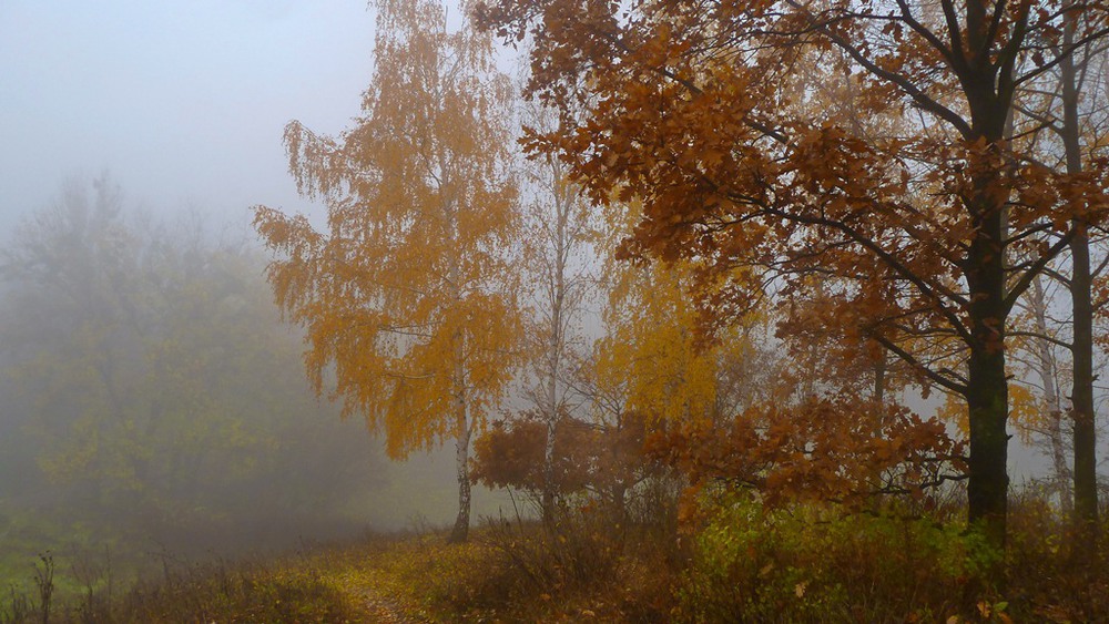 Фотографія прогулки в тумане / LANA / photographers.ua