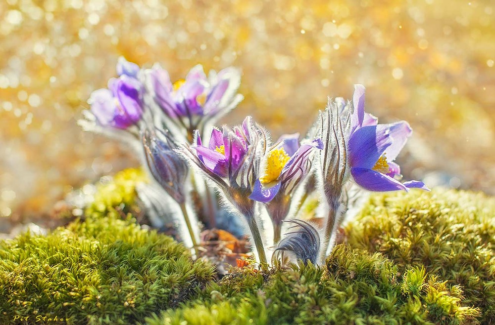 Фотографія В лиловые колокольца звонит волшебная сон-трава / Петро Стахов / photographers.ua