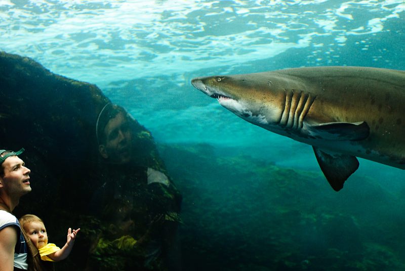 Фотографія Нам акула каракула нипочем... / Feliz / photographers.ua