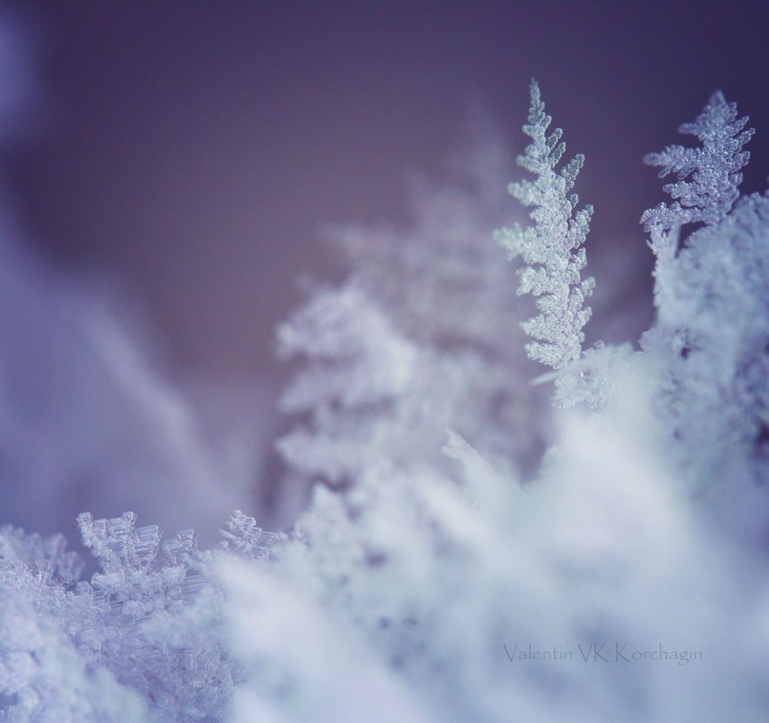 Фотографія Снежинки — это маленькие звёзды с волшебным вкусом Нового Года.. / Korchagin / photographers.ua