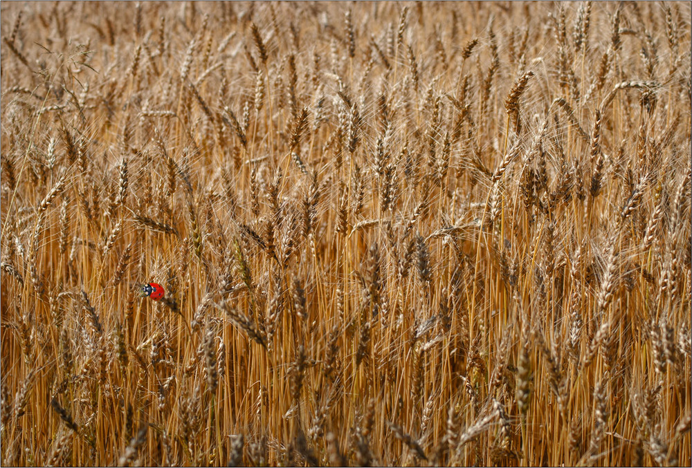 Фотографія Буде хліб - буде пісня... / Юрій Веремчук (YurijV) / photographers.ua