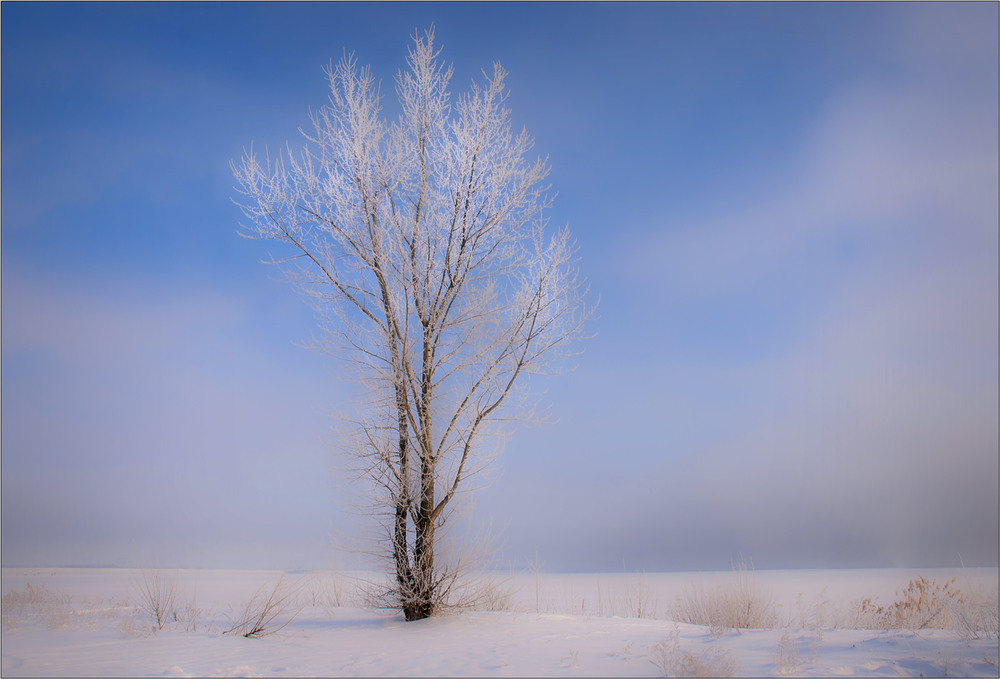 Фотографія Про одиноке деревце в морозну пору... / Юрій Веремчук (YurijV) / photographers.ua