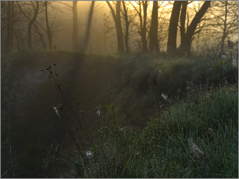 Фотографія 4 в 1 (сонце, туман, роса і любов) / Юрій Веремчук (YurijV) / photographers.ua