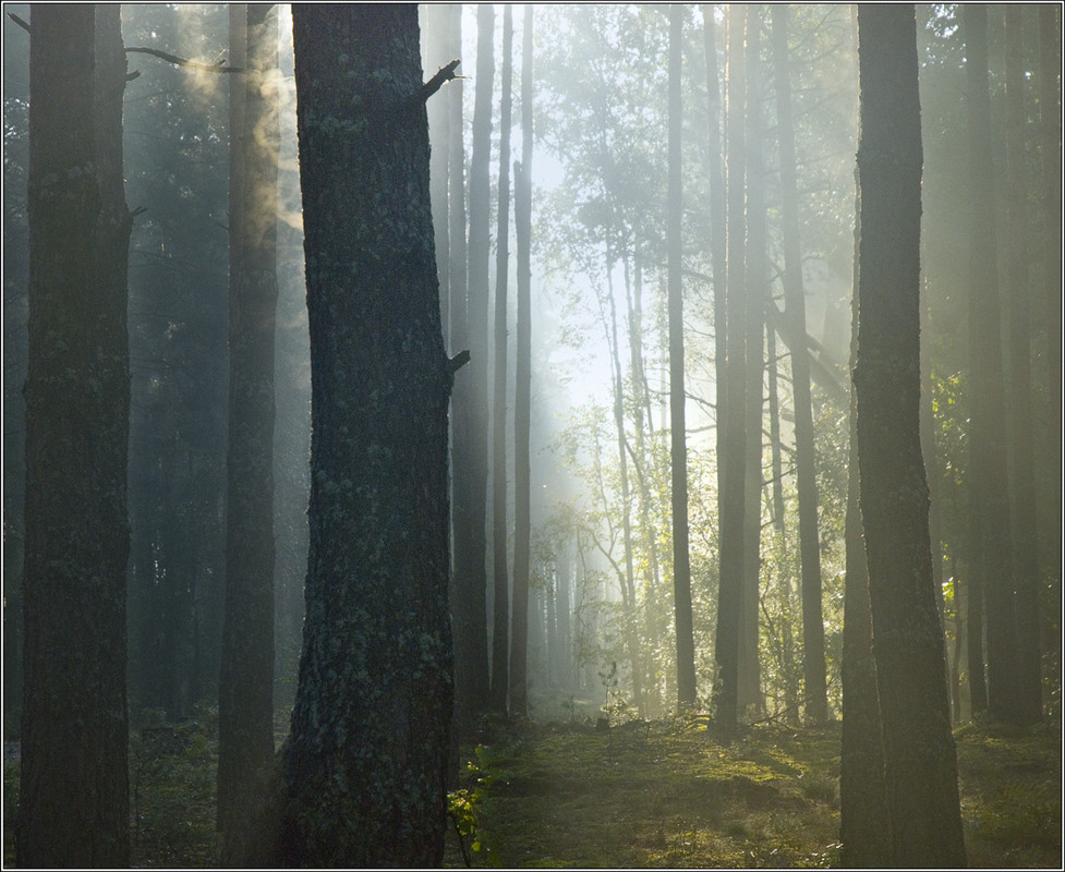 Фотографія Дух лісу 3 / Юрій Веремчук (YurijV) / photographers.ua