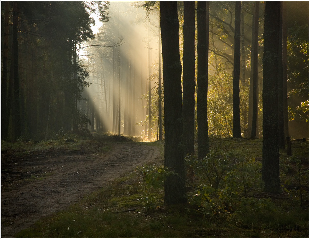 Фотографія Дух лісу / Юрій Веремчук (YurijV) / photographers.ua
