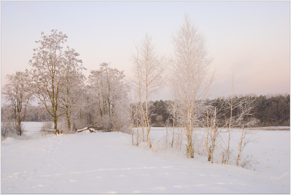 Фотографія Березы льдистые в снегах... / Юрій Веремчук (YurijV) / photographers.ua