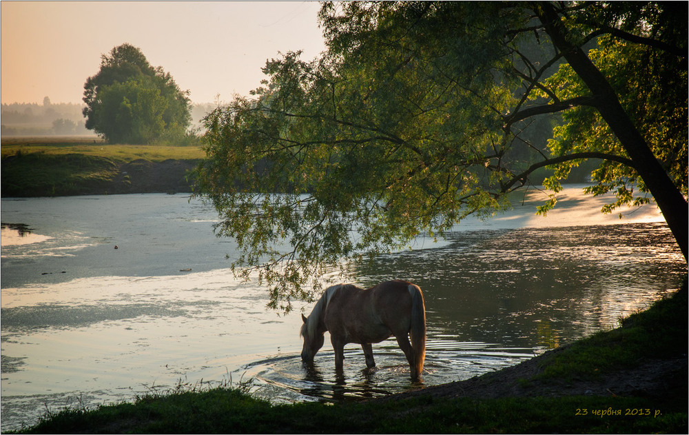 Фотографія І кінь стоїть і грива сивонька... / Юрій Веремчук (YurijV) / photographers.ua