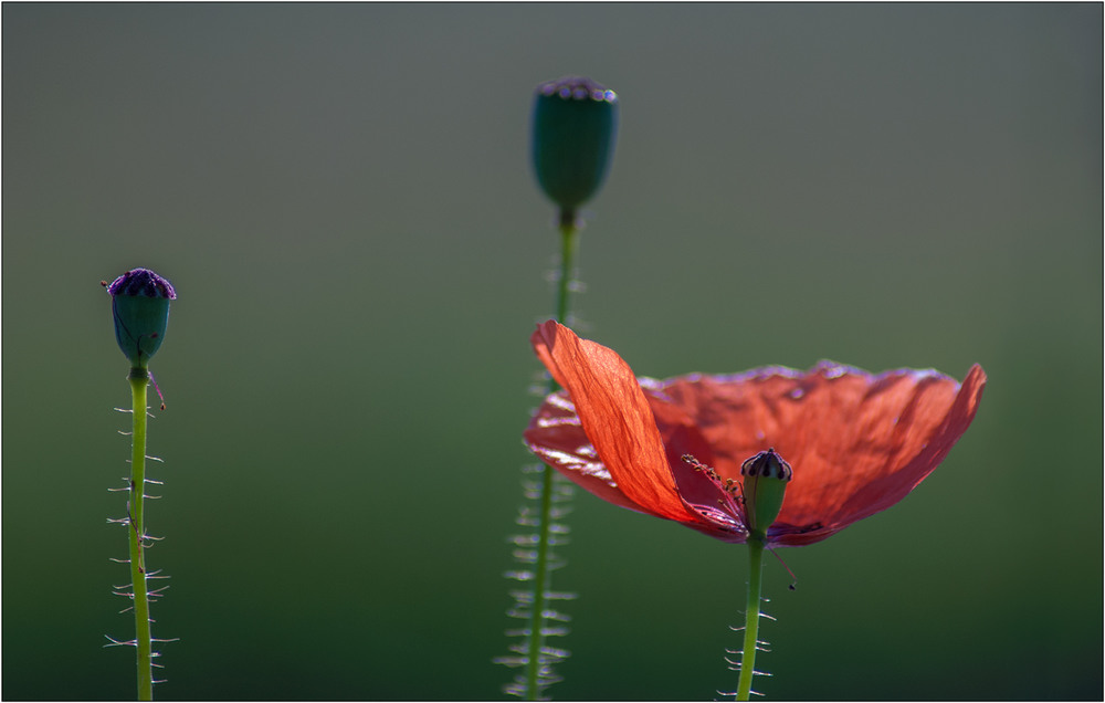 Фотографія ЕВОЛЮЦІЯ / Юрій Веремчук (YurijV) / photographers.ua