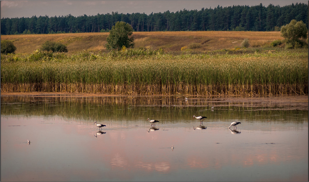 Фотографія Ходять бусли по болоту... / Юрій Веремчук (YurijV) / photographers.ua