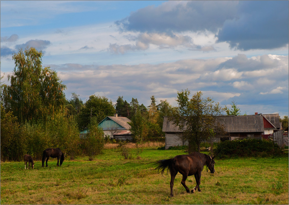 Фотографія Стоп-кадр. Ранкове Полісся! / Юрій Веремчук (YurijV) / photographers.ua