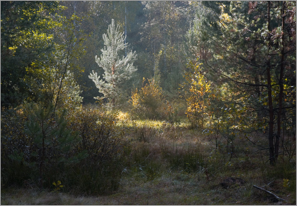 Фотографія В лесу, говорят, в бору, говорят, Растёт, говорят, сосёнка, ... / Юрій Веремчук (YurijV) / photographers.ua