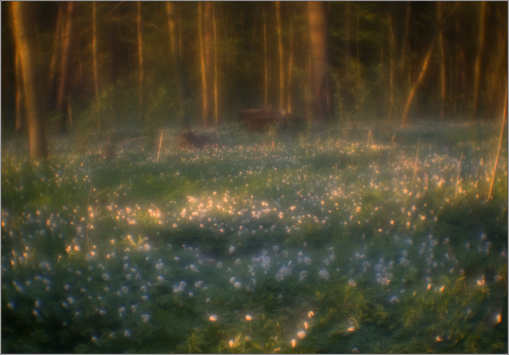 Фотографія Сонячні анемонки / Юрій Веремчук (YurijV) / photographers.ua