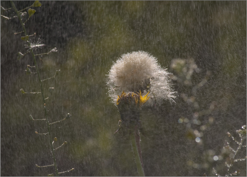 Фотографія Эти летние дожди, ... / Юрій Веремчук (YurijV) / photographers.ua