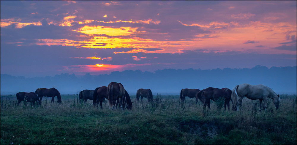 Фотографія Нічний випас... / Юрій Веремчук (YurijV) / photographers.ua