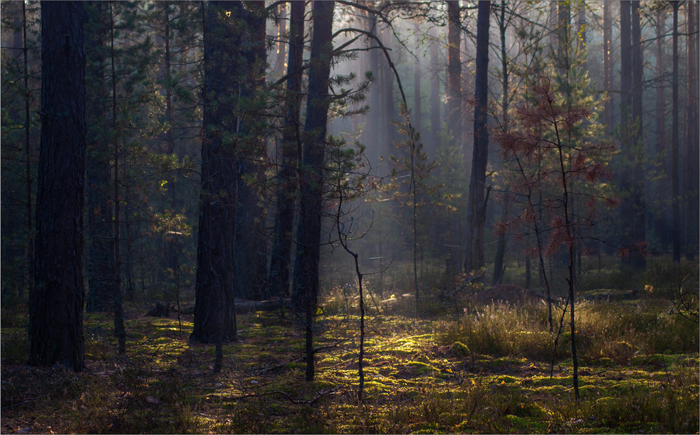 Фотографія Там чудеса, там леший бродит... / Юрій Веремчук (YurijV) / photographers.ua