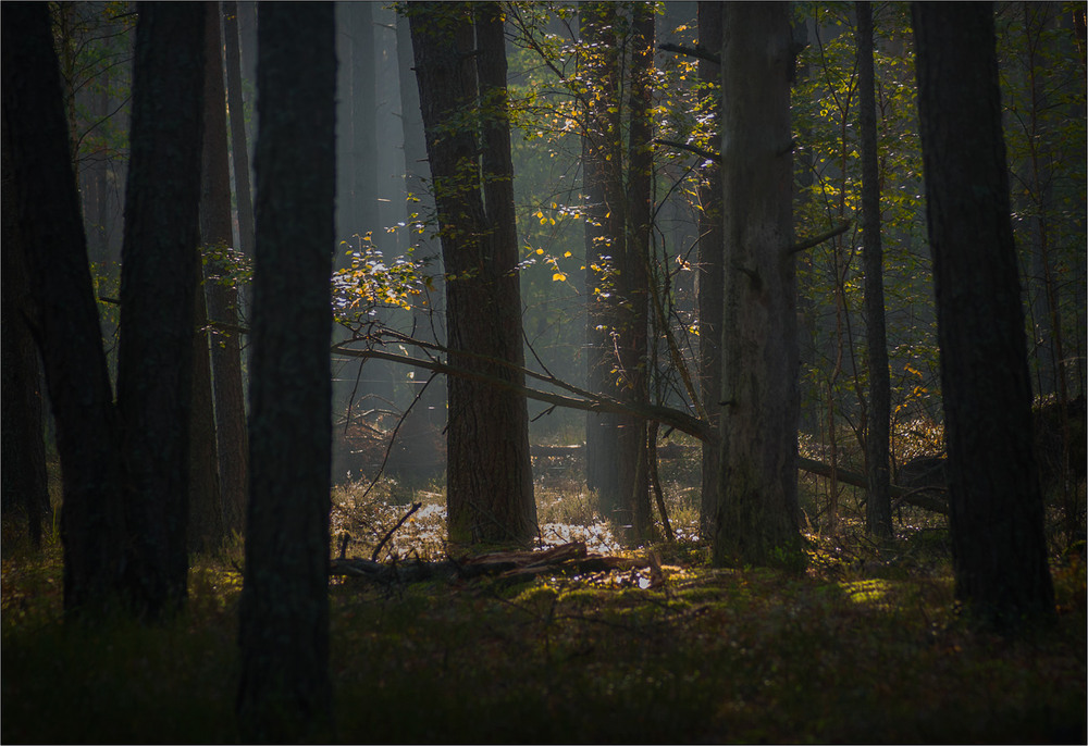 Фотографія Сонячна галявина / Юрій Веремчук (YurijV) / photographers.ua