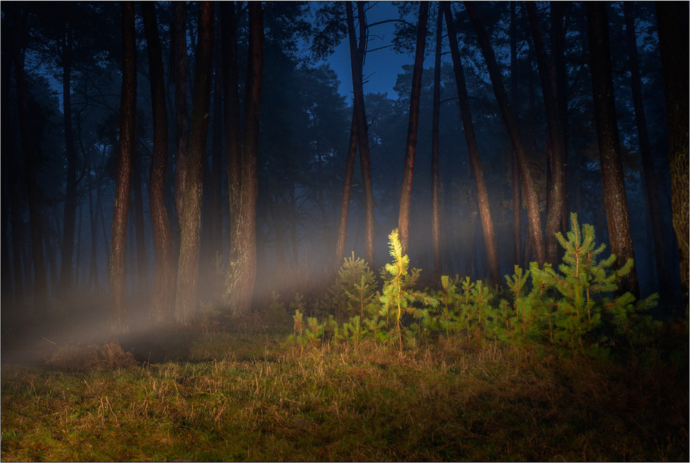 Фотографія Заблукавши нічкою в лісі зимовому... / Юрій Веремчук (YurijV) / photographers.ua