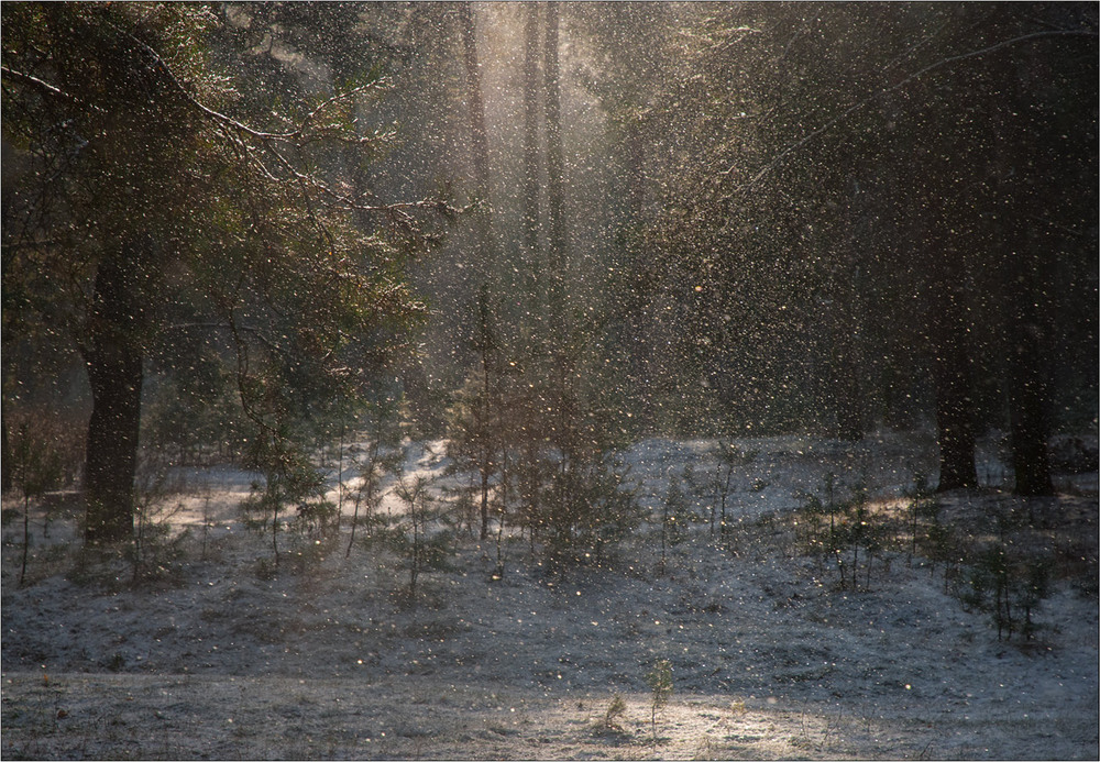 Фотографія Мелодія зимового лісу / Юрій Веремчук (YurijV) / photographers.ua