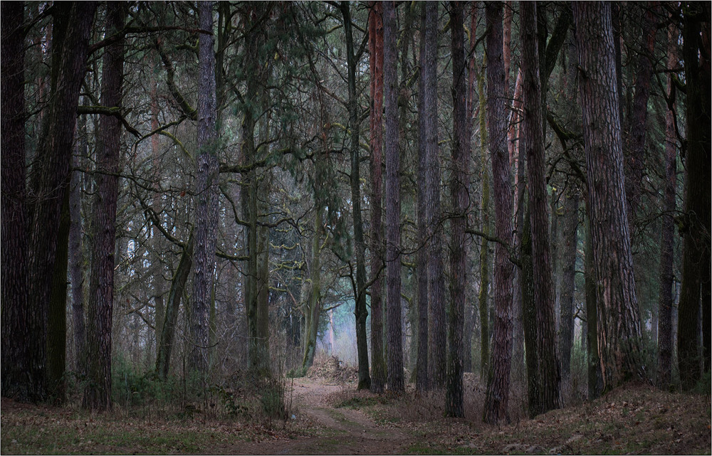 Фотографія Я в весеннем лесу... березу искал... / Юрій Веремчук (YurijV) / photographers.ua