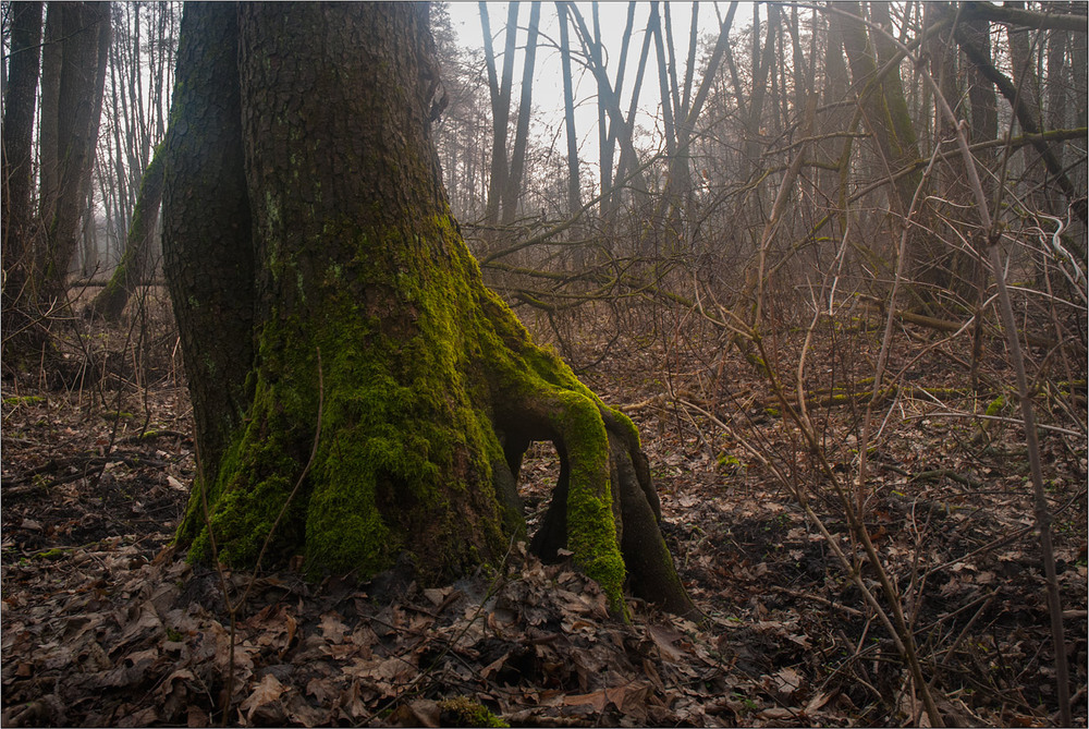 Фотографія Господар болота / Юрій Веремчук (YurijV) / photographers.ua