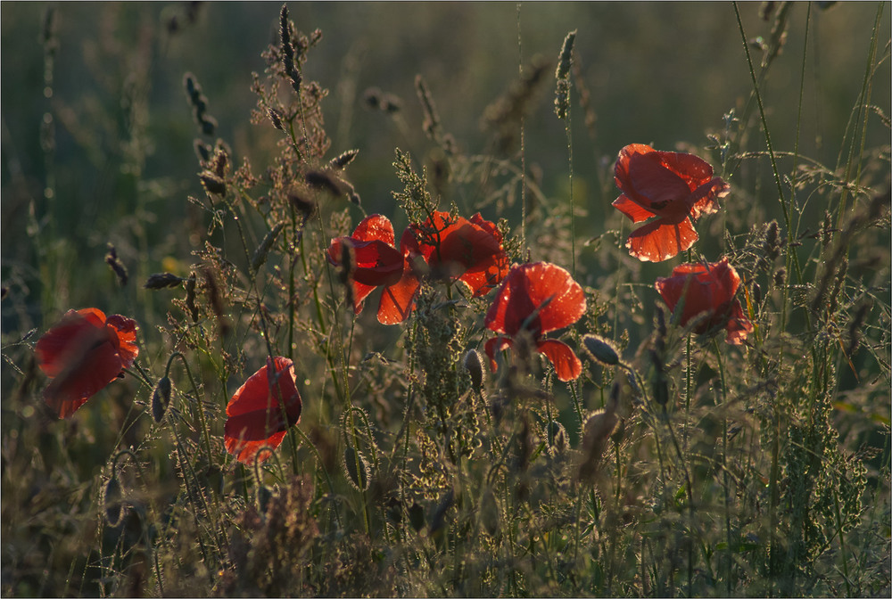 Фотографія Із життя квітів та трав... / Юрій Веремчук (YurijV) / photographers.ua