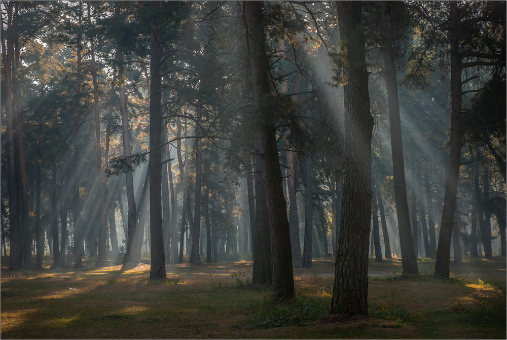 Фотографія Ранок у великому лісі... / Юрій Веремчук (YurijV) / photographers.ua