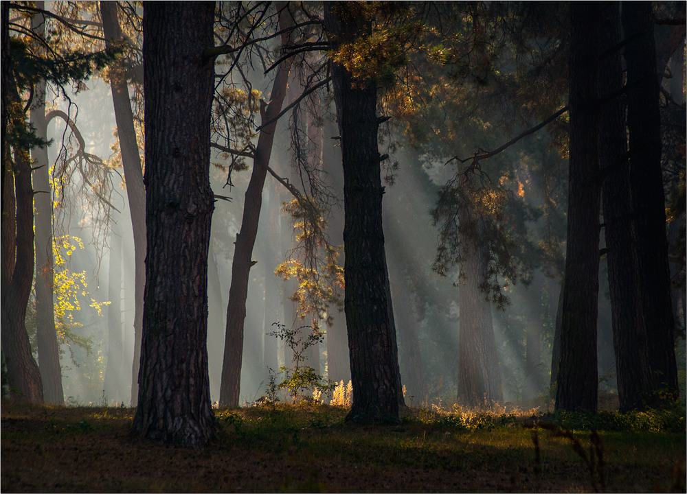 Фотографія У лісі, ой у темному... / Юрій Веремчук (YurijV) / photographers.ua