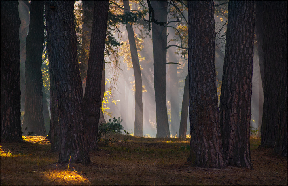 Фотографія У лісі, ой у темному... / Юрій Веремчук (YurijV) / photographers.ua