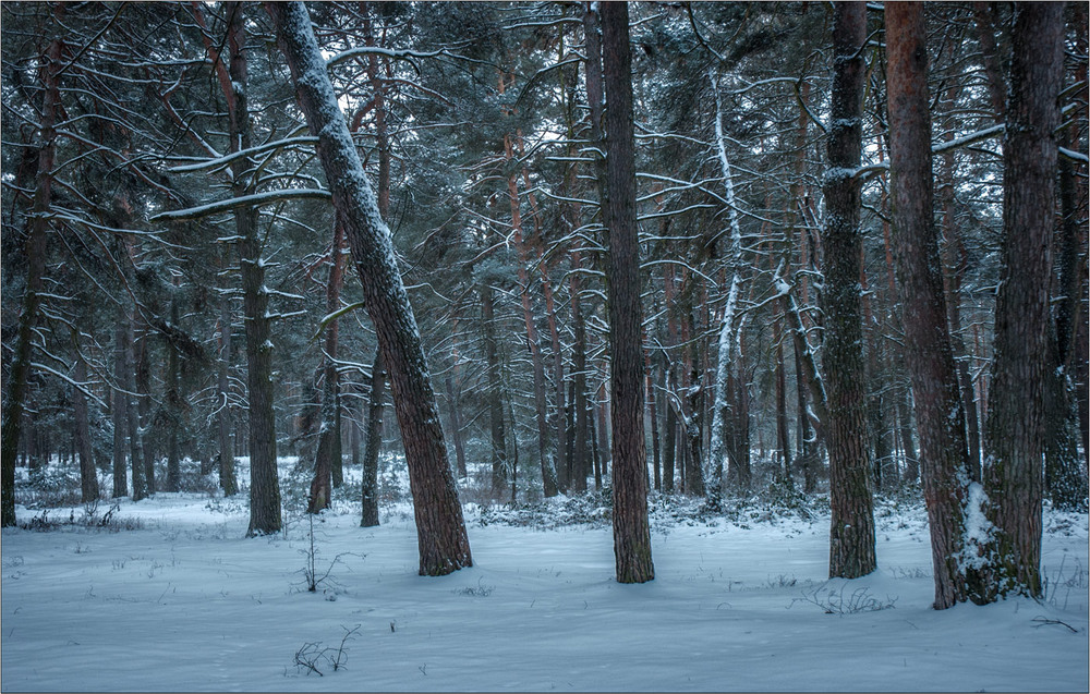 Фотографія Якось у січні я в ліс завітав... / Юрій Веремчук (YurijV) / photographers.ua