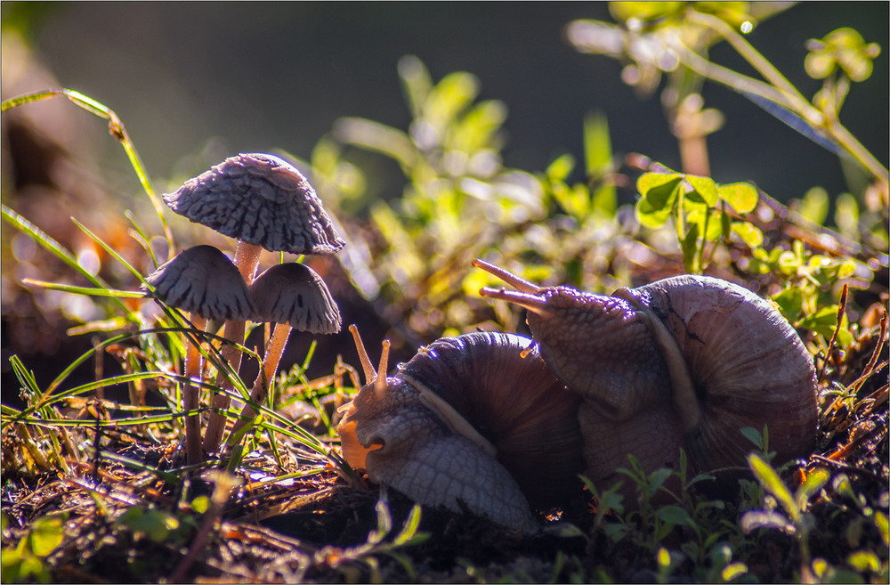 Фотографія На лісовій галявині кохалися два равлики... / Юрій Веремчук (YurijV) / photographers.ua