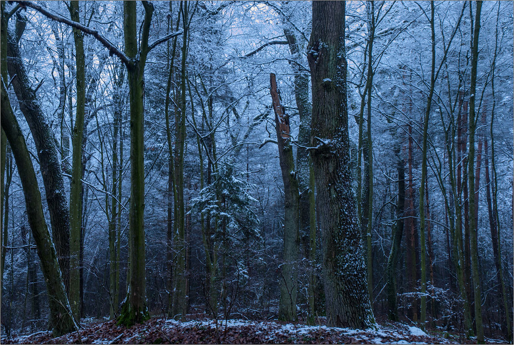Фотографія Початок зими у Решуцькому лісі... / Юрій Веремчук (YurijV) / photographers.ua