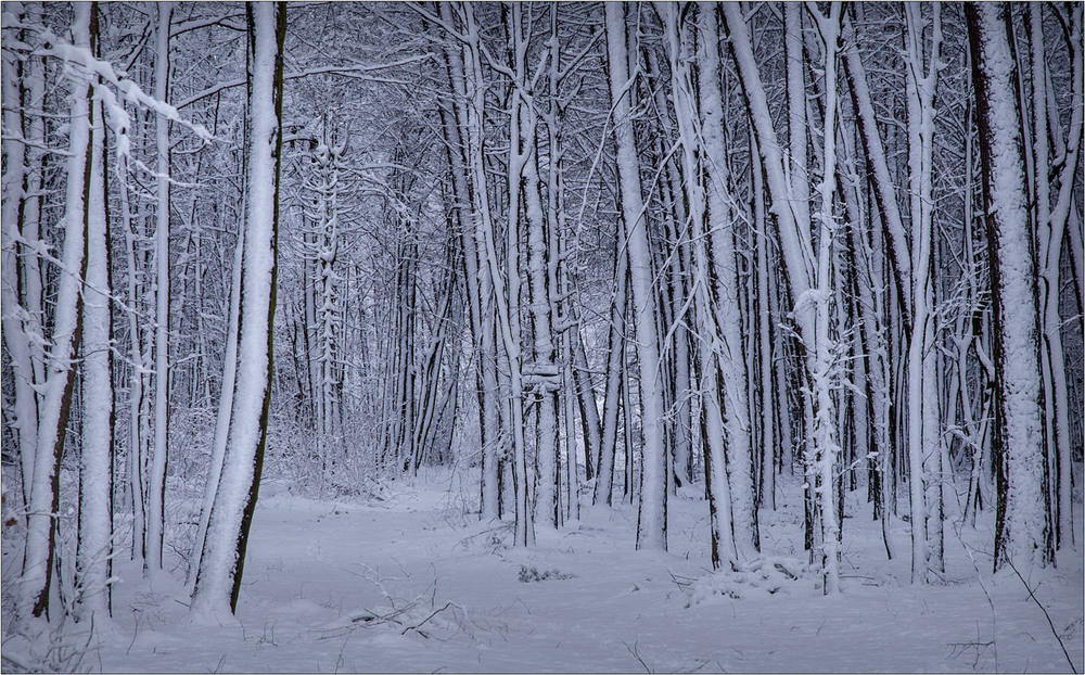 Фотографія Зимова графіка... / Юрій Веремчук (YurijV) / photographers.ua