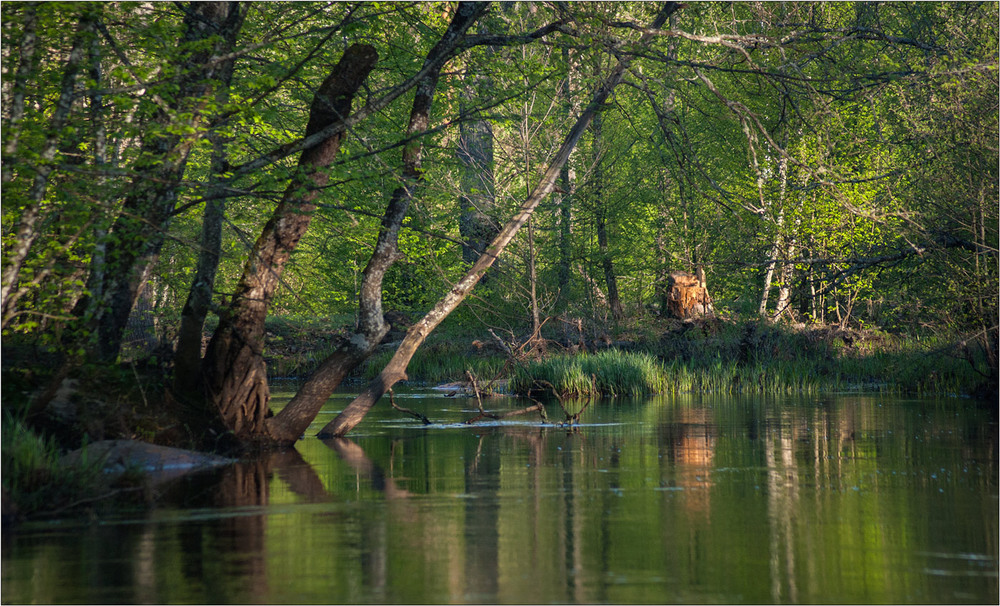 Фотографія квітнева поліська смарагдова ріка / Юрій Веремчук (YurijV) / photographers.ua