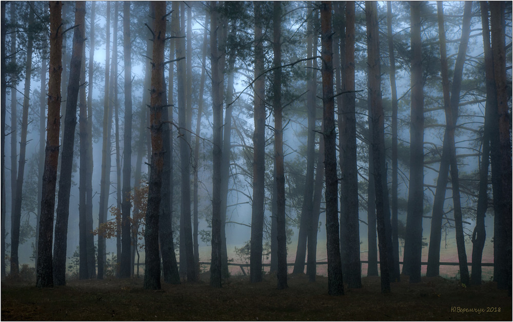 Фотографія Зачарований ліс... / Юрій Веремчук (YurijV) / photographers.ua