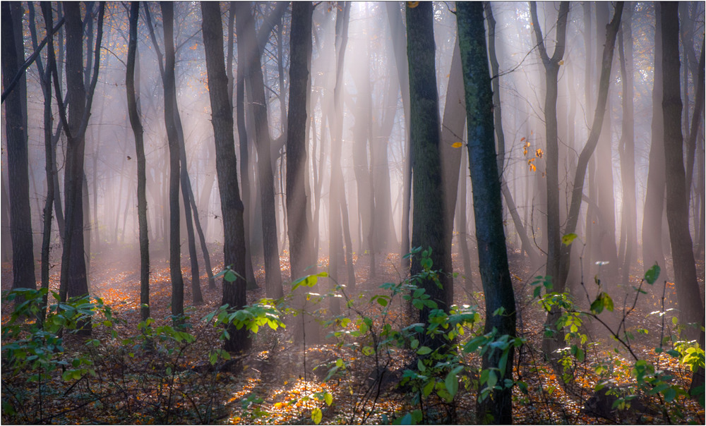 Фотографія Осінній лісок... / Юрій Веремчук (YurijV) / photographers.ua