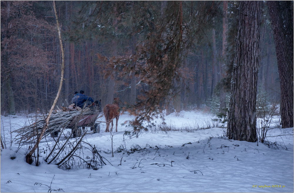 Фотографія Різдво 2018 у Козлинському лісі / Юрій Веремчук (YurijV) / photographers.ua