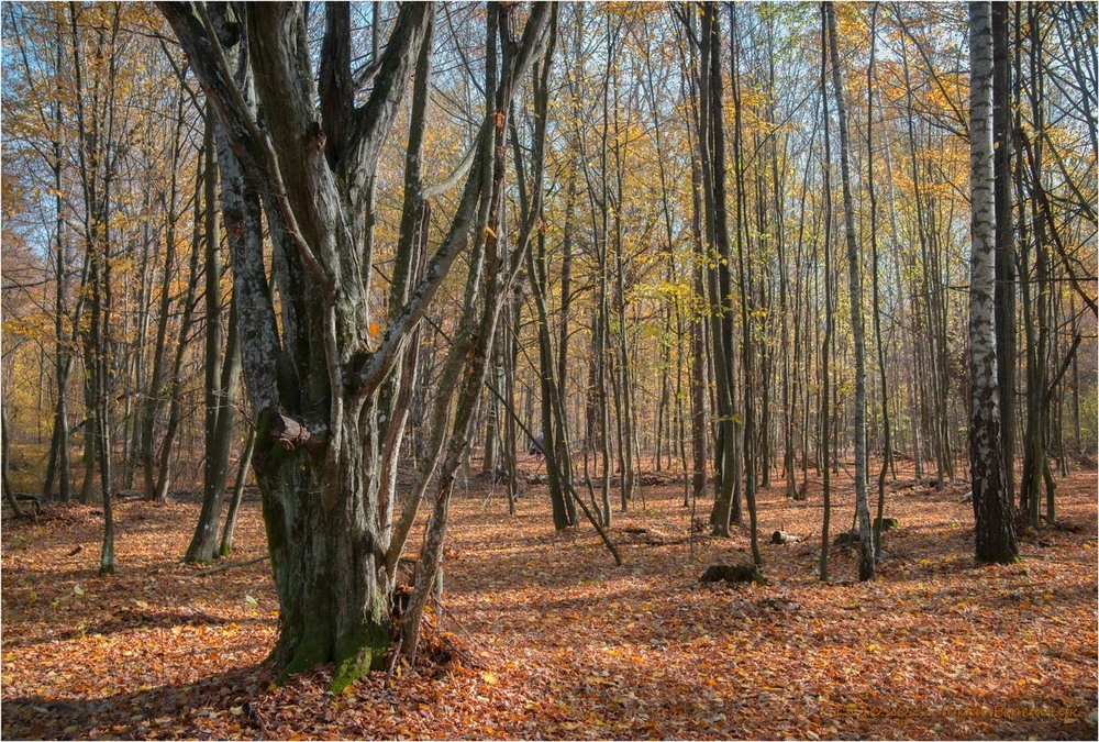 Фотографія Жовтневий ліс / Юрій Веремчук (YurijV) / photographers.ua