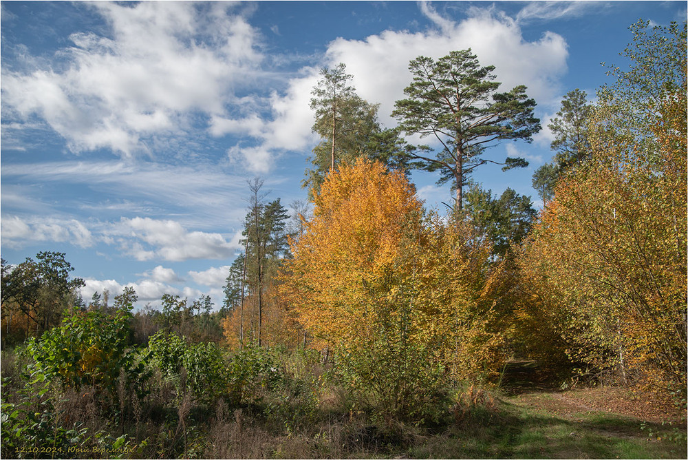 Фотографія Осіннє Полісся / Юрій Веремчук (YurijV) / photographers.ua