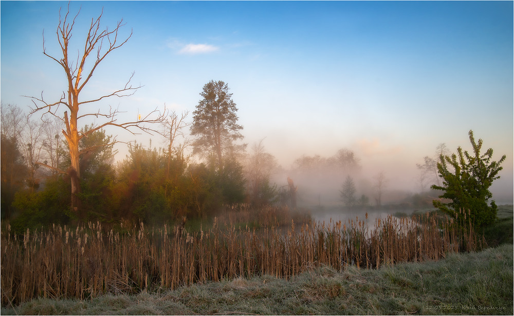 Фотографія Біла чапля. / Юрій Веремчук (YurijV) / photographers.ua