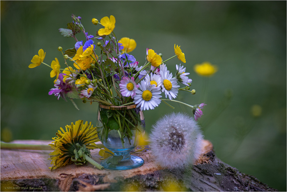 Фотографія Стокротки і компанія / Юрій Веремчук (YurijV) / photographers.ua