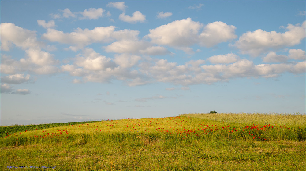 Фотографія Маки червоні немов краплинки ... / Юрій Веремчук (YurijV) / photographers.ua
