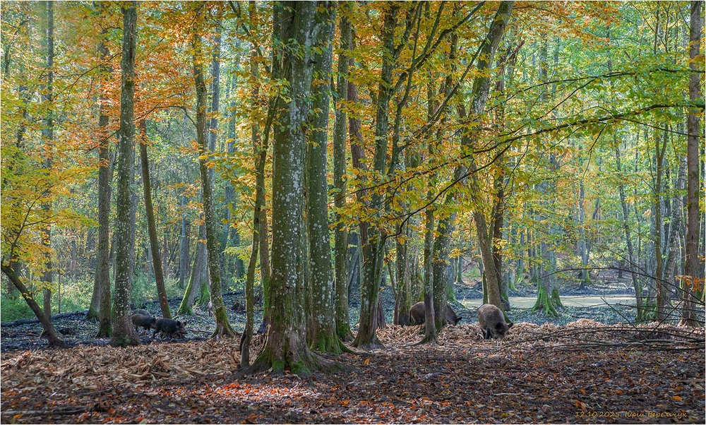 Фотографія Вепри і веприки... / Юрій Веремчук (YurijV) / photographers.ua