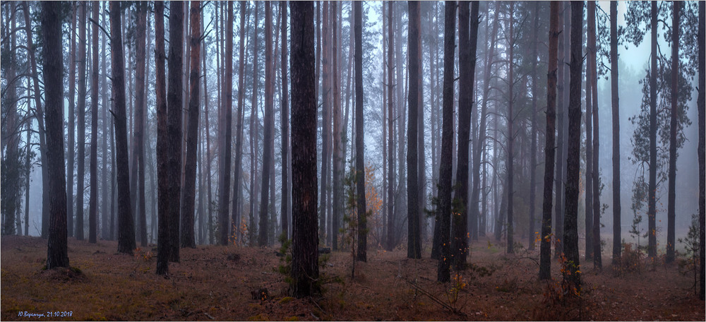 Фотографія Осінній лісок...II / Юрій Веремчук (YurijV) / photographers.ua