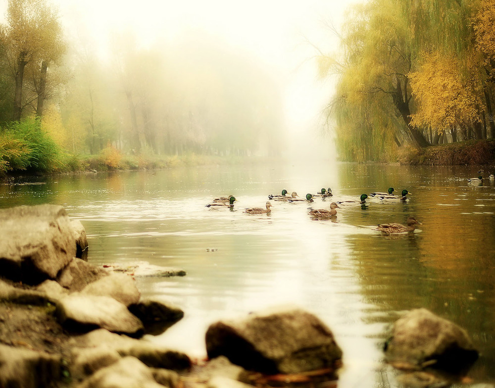 Фотографія *** / Tatarenko Yura / photographers.ua