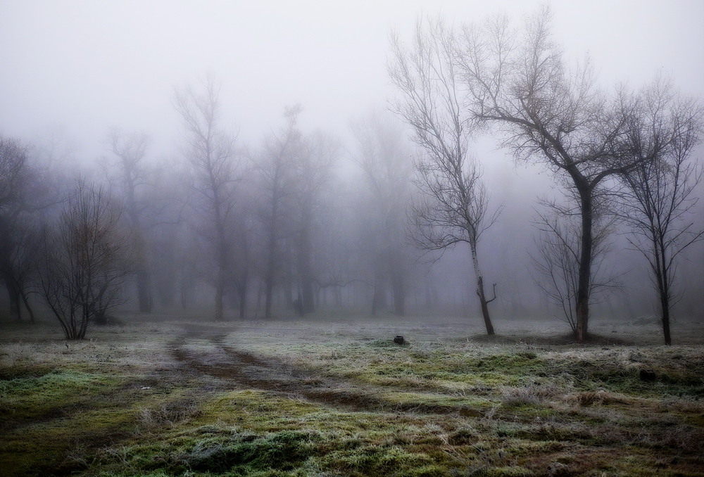 Фотографія Тропинка в лес / Tatarenko Yura / photographers.ua