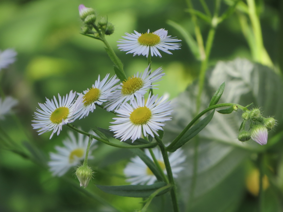 Фотографія Веселі ромашки / bruvv / photographers.ua