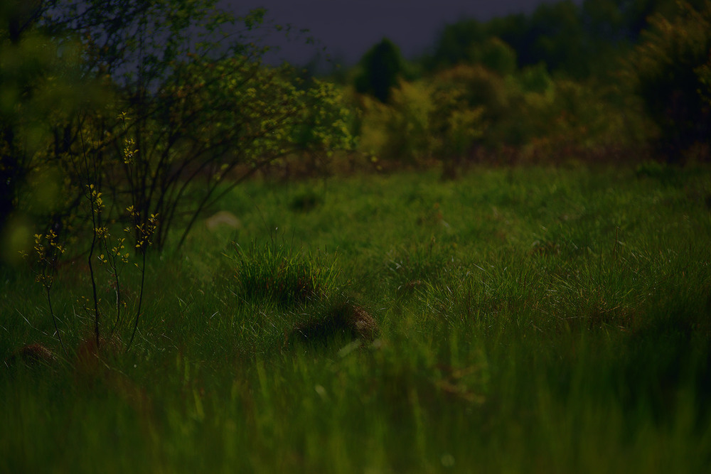 Фотографія *** / Evgeniy Nikitin / photographers.ua