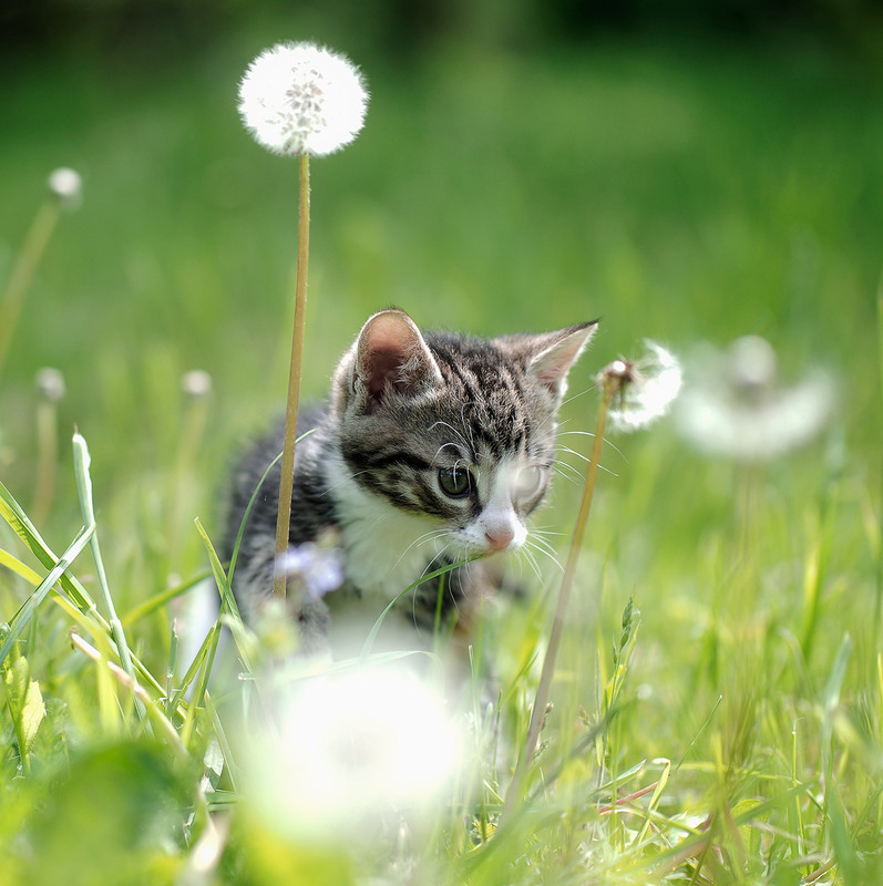 Фотографія Коть... ч.3 / Evgeniy Nikitin / photographers.ua