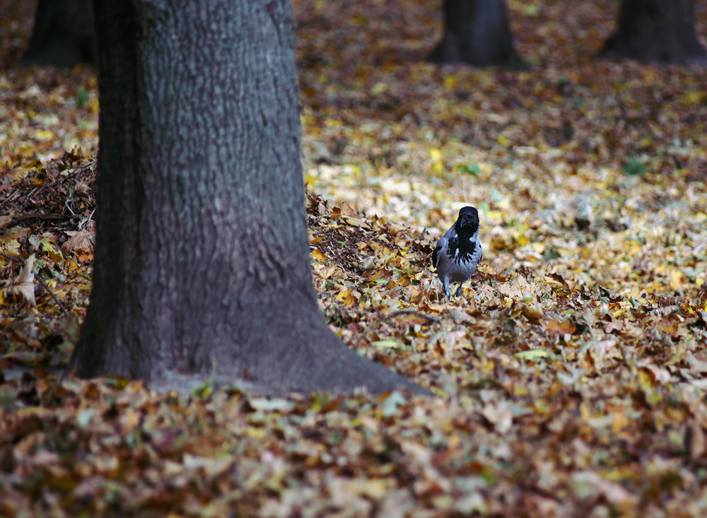 Фотографія про любопытную ворону... / Evgeniy Nikitin / photographers.ua